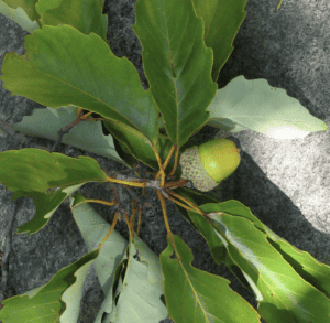 Chestnut Oak (Quercus montana)- NEW!